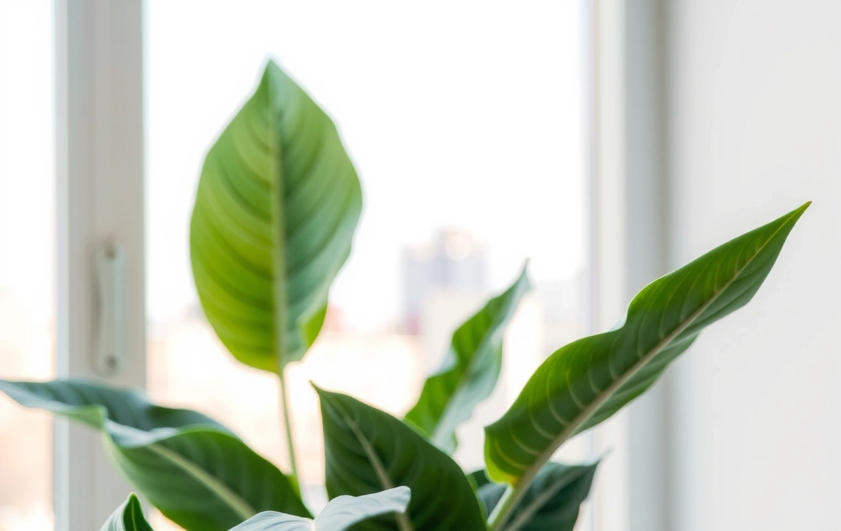 Digitale Klarheit bei Ernährungsberatung 24